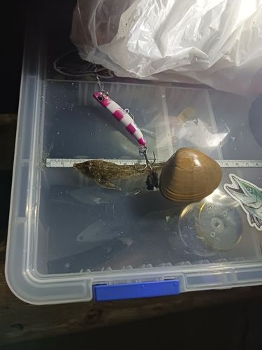 コチの釣果