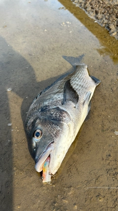 チヌの釣果
