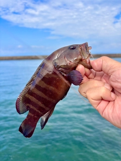 ヤミハタの釣果