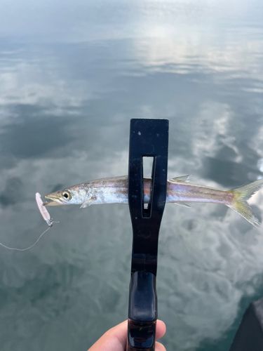 カマスの釣果