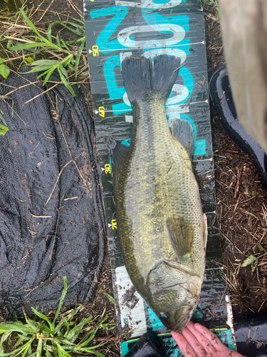 ラージマウスバスの釣果