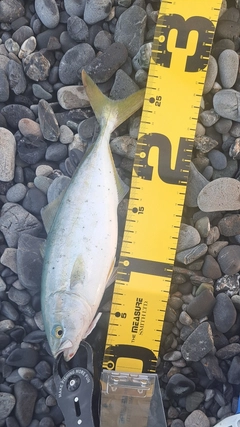 ワカシの釣果