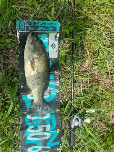 ラージマウスバスの釣果