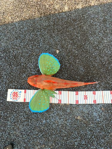 ホウボウの釣果