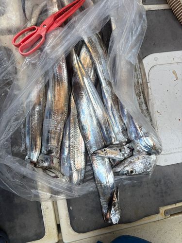 タチウオの釣果