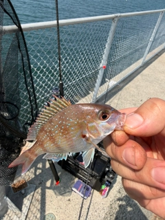 チャリコの釣果