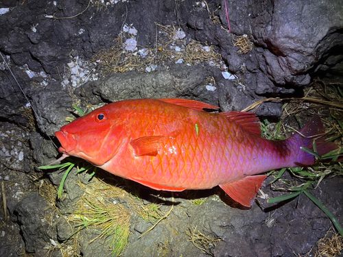 オジサンの釣果