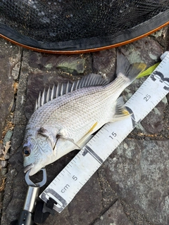 チヌの釣果