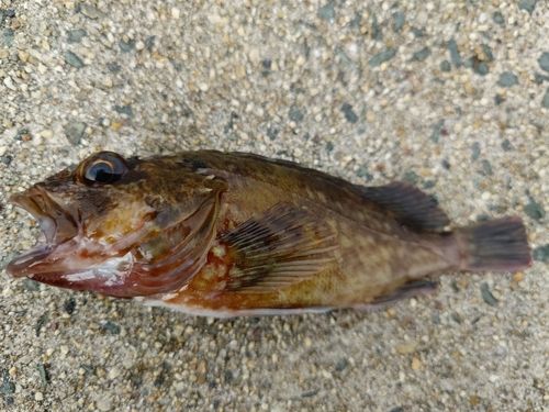 カサゴの釣果