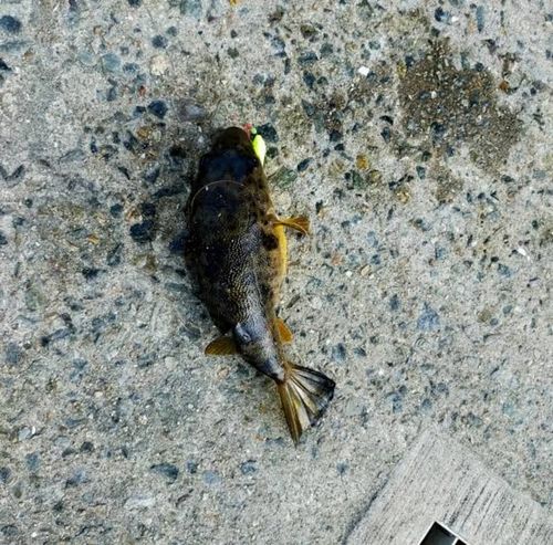 フグの釣果
