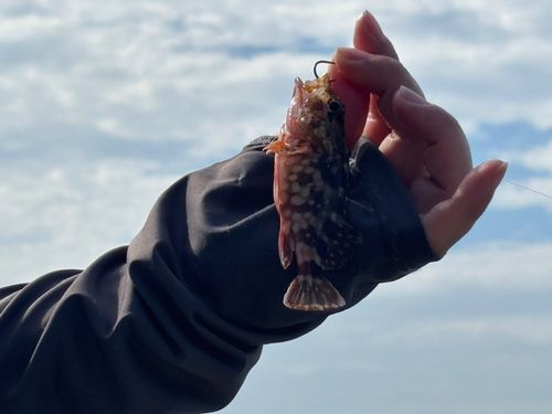 ガシラの釣果