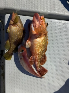 アマダイの釣果