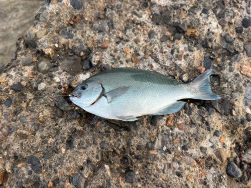 メジナの釣果