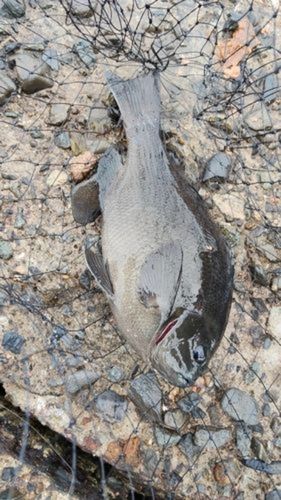 メジナの釣果