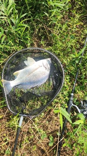 キビレの釣果