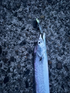 タチウオの釣果