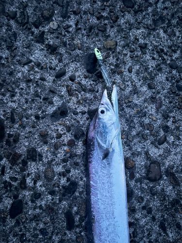 タチウオの釣果