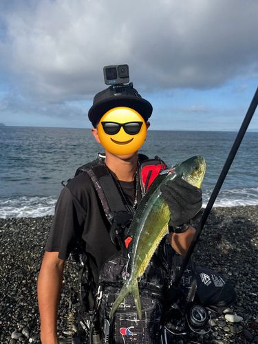 シイラの釣果
