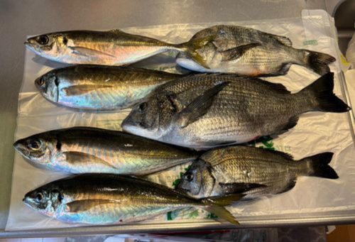 アジの釣果