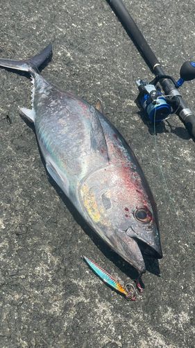 クロマグロの釣果