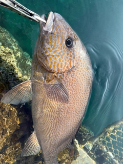 コロダイの釣果