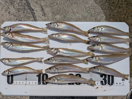 キスの釣果