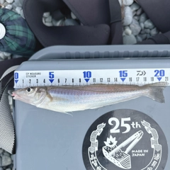 シロギスの釣果