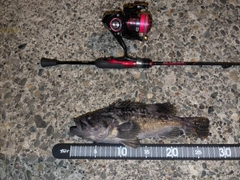 クロソイの釣果