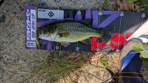 ラージマウスバスの釣果
