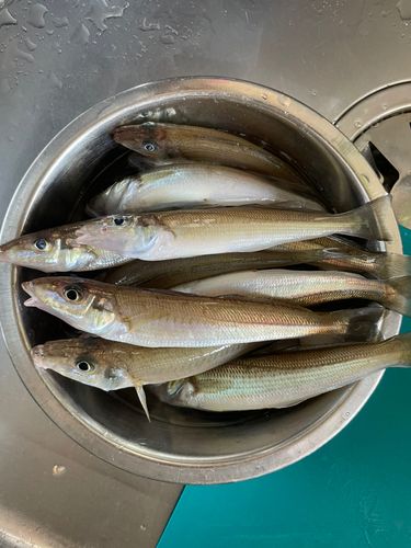 キスの釣果