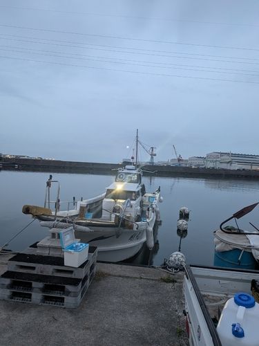 マダコの釣果