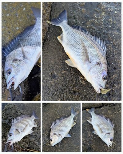 チヌの釣果