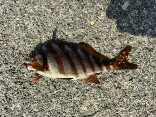 タカノハダイの釣果