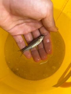 タモロコの釣果