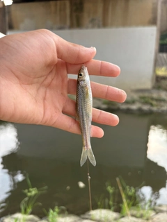 モロコの釣果
