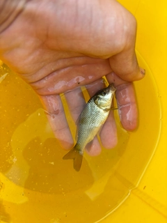 コイの釣果