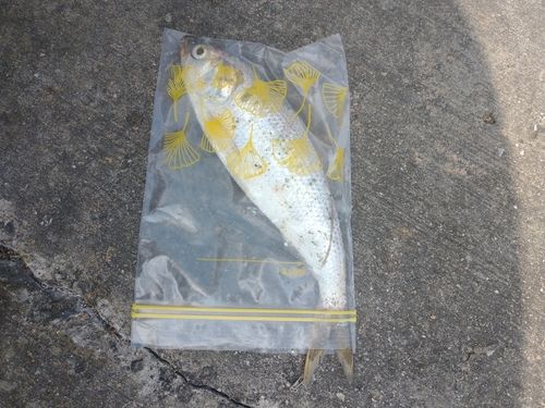 シログチの釣果