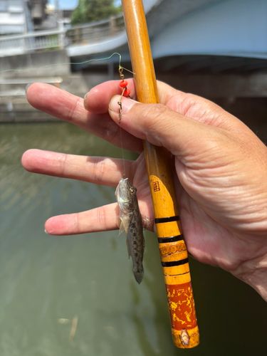 マハゼの釣果
