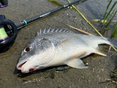 キビレの釣果
