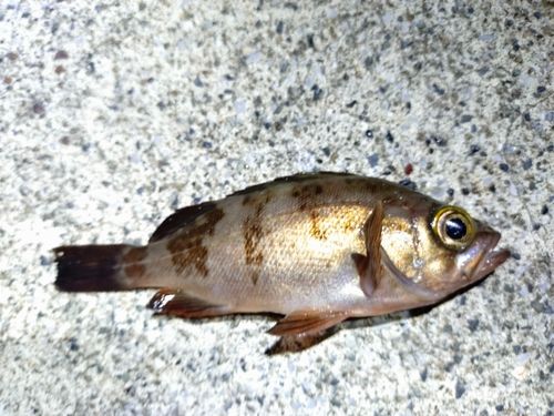 メバルの釣果