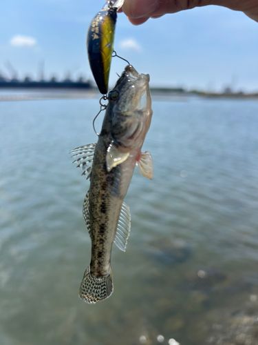 ハゼの釣果