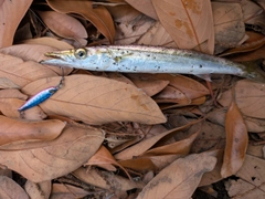カマスの釣果