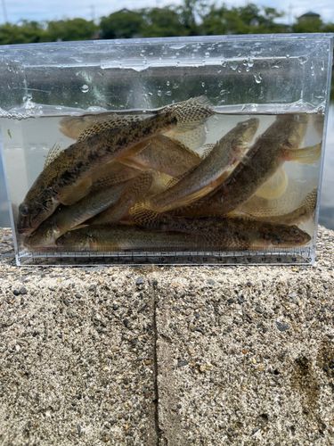 マハゼの釣果