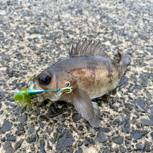 メバルの釣果