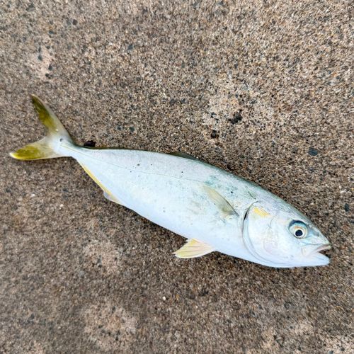 ワカシの釣果