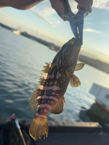 クエの釣果