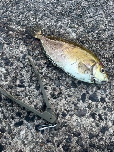 バリの釣果