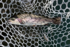 ニジマスの釣果