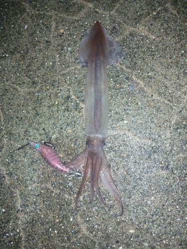スルメイカの釣果