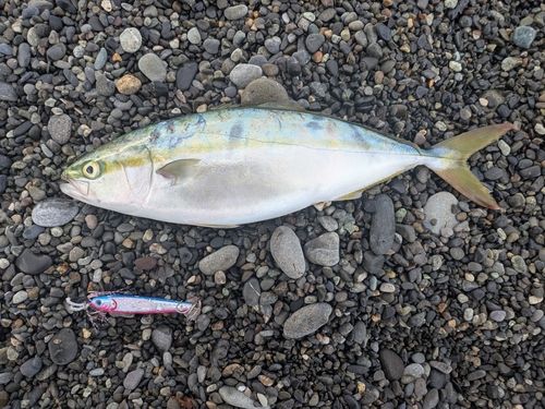 イナダの釣果